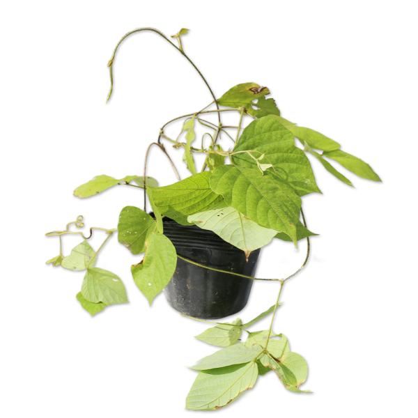 【クズ】(葛) 読み：くず 学名：Pueraria lobata マメ科クズ属 多年草つる性植物 別名：  【名前の由来】 大和国の国栖が葛粉の産地であったことから。  【商品情報】クズは1.5mになる多年草つる性植物です。葉は三出複葉です...