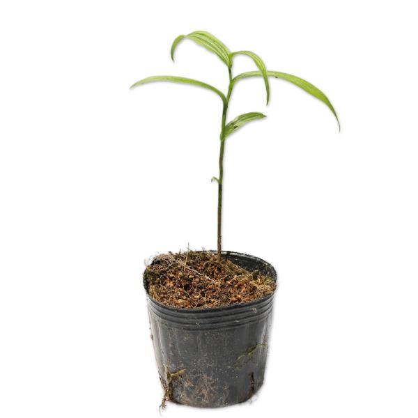 【カキラン】(柿蘭) 読み：かきらん 学名：Epipactis thunbergii  ラン科カキラン属 多年草 別名：スズラン  【名前の由来】 花の色から  【商品情報】カキランは0.7mになる多年草です。日本、朝鮮半島、中国が原産です...