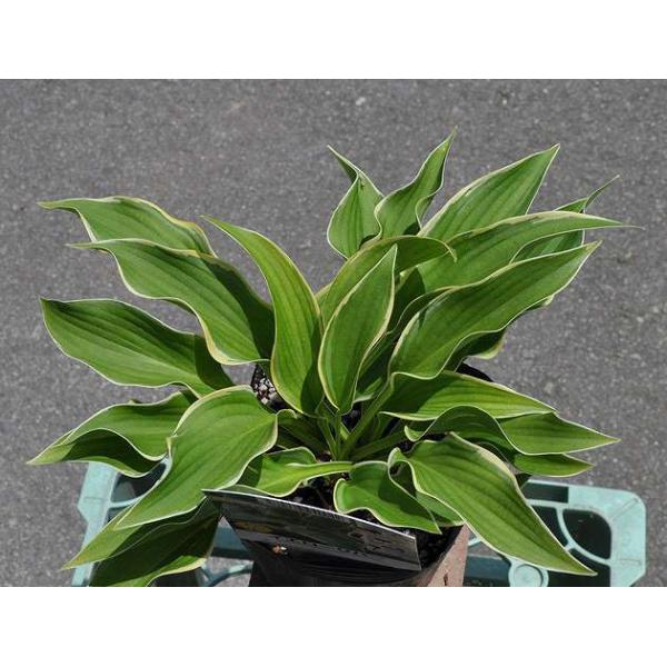 新品即決 ギボウシ イエローリバー 12cmポット 5本セット 送料無料 1年間枯れ保証 球根 内祝い Www Simon Page Com