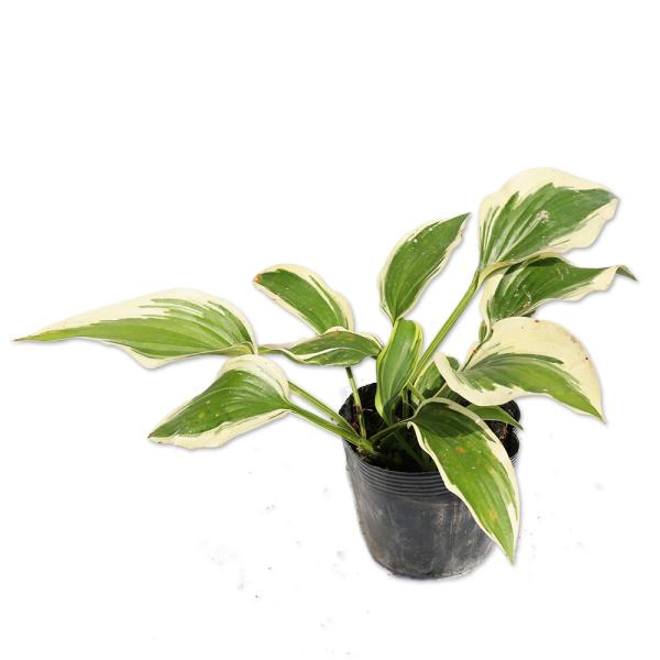 安心の定価販売 ギボウシ ウルバリーン 10 5cmポット 5本セット 送料無料 1年間枯れ保証 球根 高質で安価 Www Simon Page Com