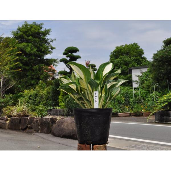 ギボウシ ロイヤリスト 15cmポット 1本 1年間枯れ保証 球根 トオヤマグリーン 通販 Yahoo ショッピング