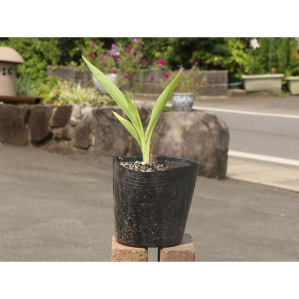 カンナ 苗の人気商品 通販 価格比較 価格 Com