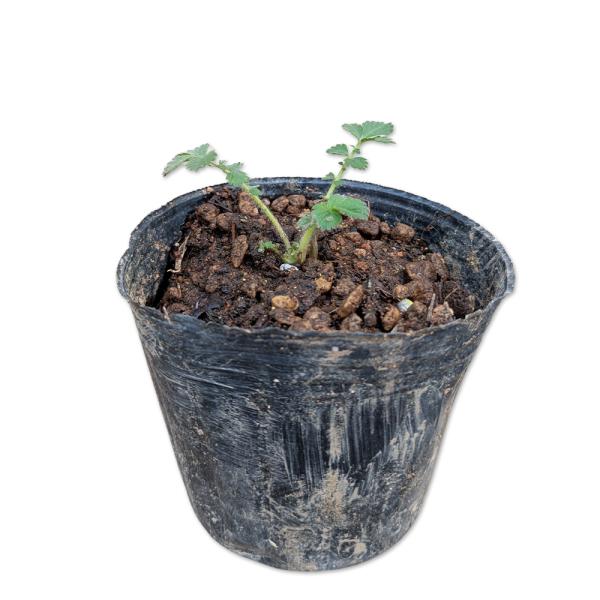 【キンミズヒキ】(金水引) 読み：きんみずひき 学名：Agrimonia pilosa var. japonica バラ科キンミズヒキ属 多年草 別名：ヒッツキグサ、リュウゲソウ、センカクソウ  【名前の由来】 花の形が水引に似ていることか...