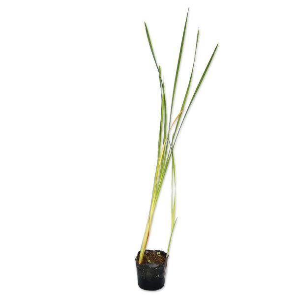 【コガマ】（小蒲） 読み：こがま 学名:Typha orientalis Presl ガマ科ガマ属 多年草  【商品説明】 ガマは池や沼に生える多年草です。水中の泥に地中茎を伸ばし成長します。ガマの穂と呼ばれる円柱型の穂をつけます。冬季は根...
