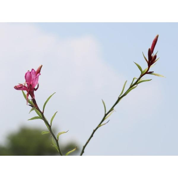 新品同様 ガウラ 赤花 9 0cmポット 14本セット 送料無料 保付 植木 庭木 Hlt No