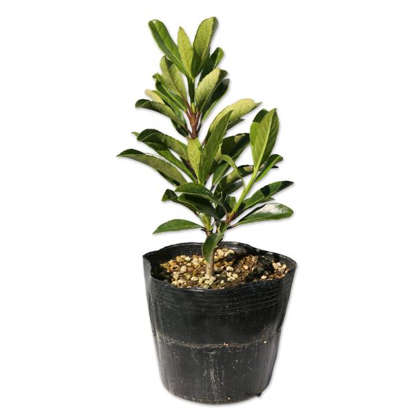 サンゴジュ 0.2m 15cmポット 苗