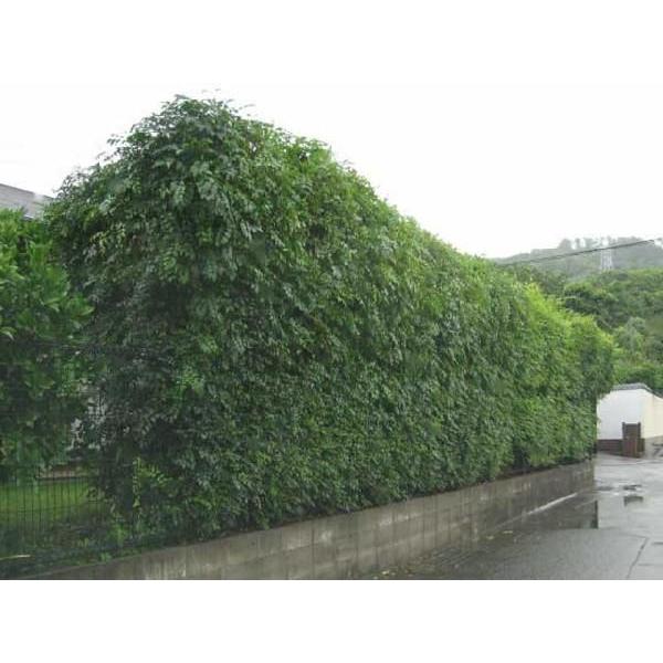 シマトネリコ単木 1 5m露地 1本 1年間枯れ保証 シンボルツリー常緑 トオヤマグリーン 通販 Yahoo ショッピング