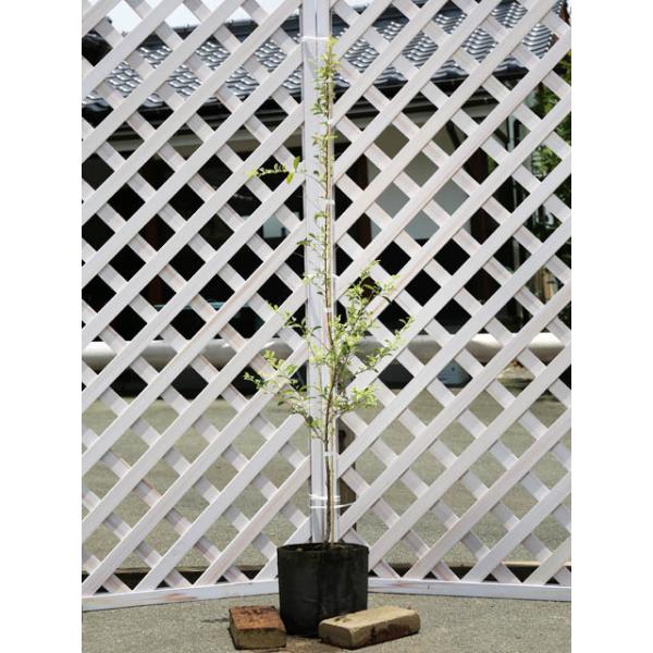 シルバープリペット 1 0m露地 1本 1年間枯れ保証 生垣樹木 トオヤマグリーン 通販 Yahoo ショッピング