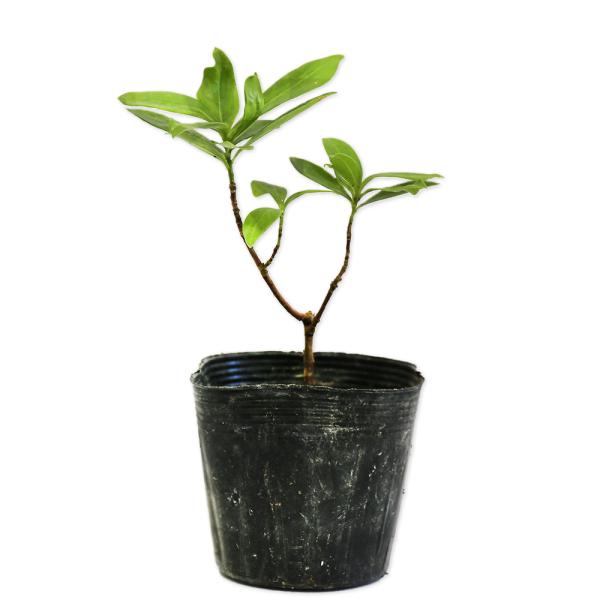 植木 盆栽 ジンチョウゲの人気商品 通販 価格比較 価格 Com