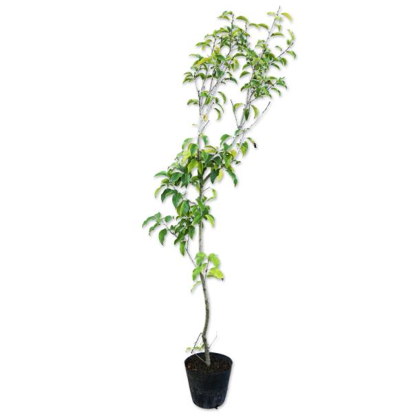 ソヨゴ 1 0m15cmポット 1本 翌日出荷 1年間枯れ保証 葉や形を楽しむ木 トオヤマグリーン 通販 Yahoo ショッピング