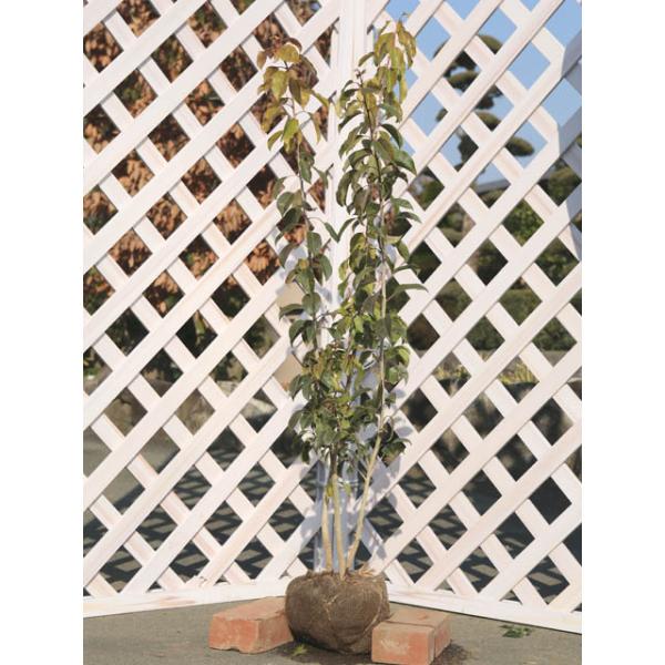 【ソヨゴ】（冬青） 読み：そよご 学名：Ilex pedunculosa モチノキ科モチノキ属 常緑高木 別名：フクラシバ、フクラシ、ソヨギ  【名前の由来】 葉が風にそよぎ「ソヨソヨ」と音をたてることから。  【商品情報】 ソヨゴはあまり...