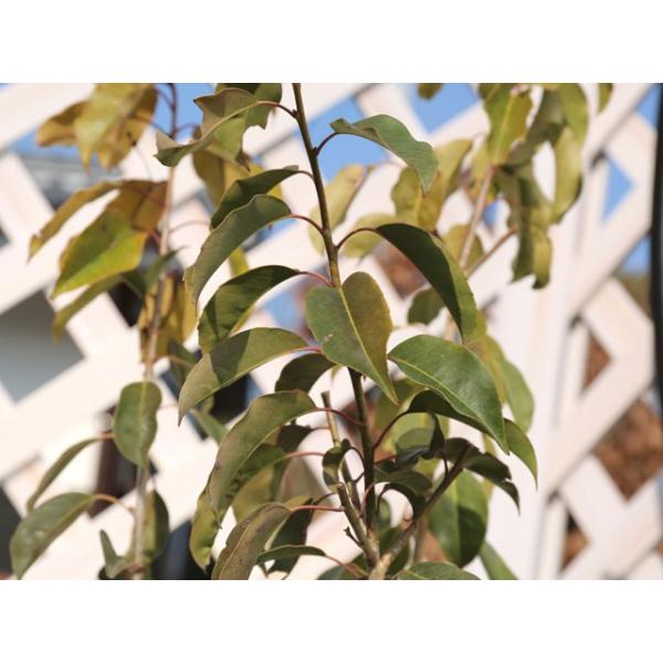 超特価激安 ソヨゴ株立ち 1 0m露地 1本 1年間枯れ保証 シンボルツリー常緑 50 Off Iniciatupyme Cl