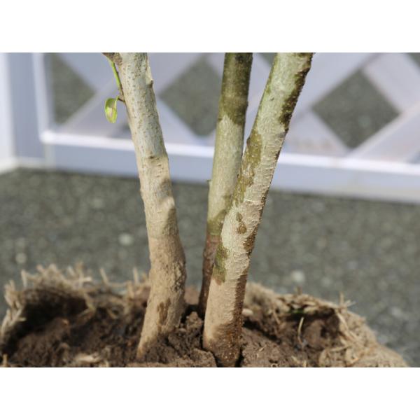 超特価激安 ソヨゴ株立ち 1 0m露地 1本 1年間枯れ保証 シンボルツリー常緑 50 Off Iniciatupyme Cl