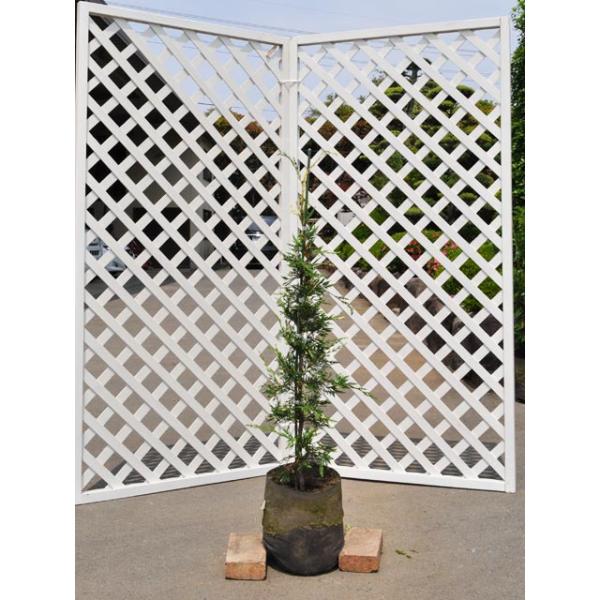 【シルバーダスト】 読み：しるばーだすと 学名：Cupressocyparis leylandii 'Silver Dust' ヒノキ科レイランドヒノキ属 常緑高木  【商品情報】 シルバーダストはレイランドヒノキ属の品種です。成長の過程で...