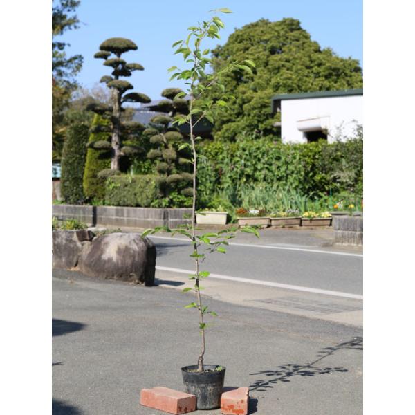 植木 盆栽 ソメイヨシノの人気商品 通販 価格比較 価格 Com
