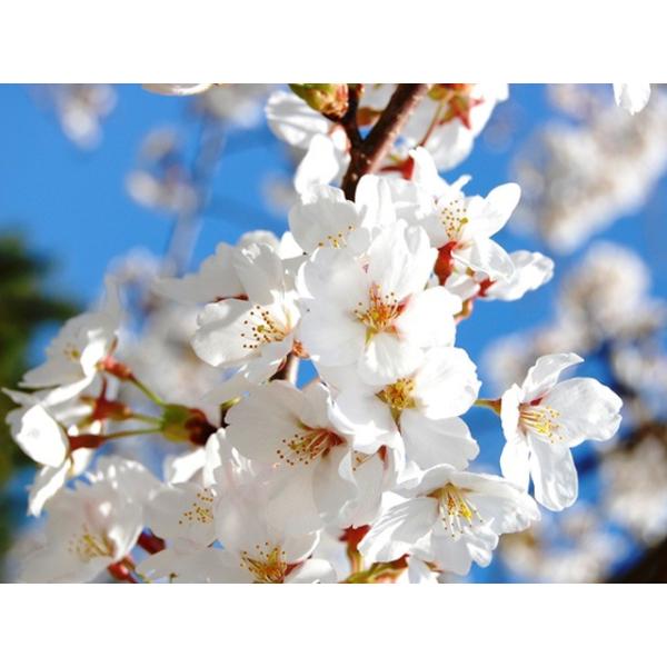 ソメイヨシノ 落葉樹 2本セット 苗木 植木 2 5m露地 シンボルツリー落葉 1年間枯れ保証 大型商品 個別送料5600円