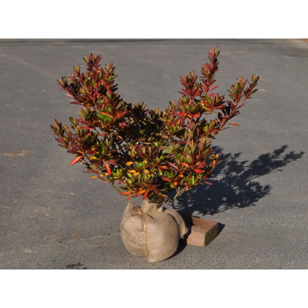 サツキ 0 3m露地 1本 1年間枯れ保証 低木 Buyee Buyee 日本の通販商品 オークションの代理入札 代理購入