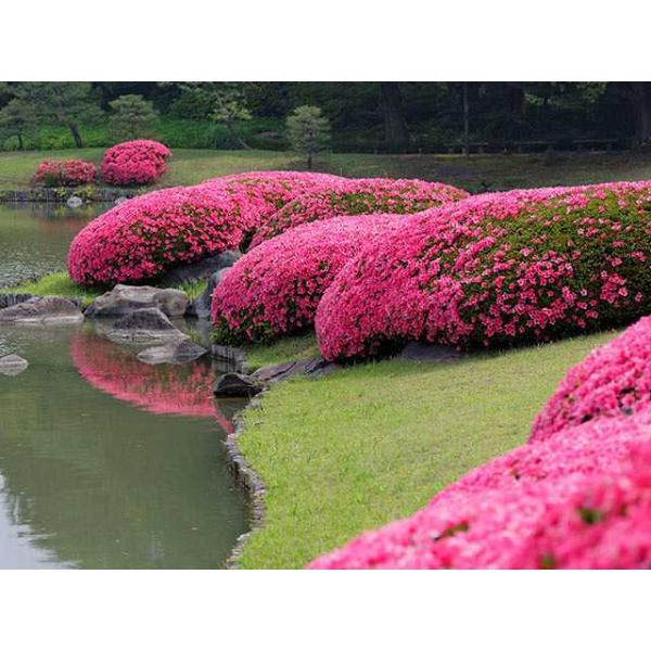 サツキ 0 3m露地 1本 1年間枯れ保証 低木 Buyee Buyee 日本の通販商品 オークションの代理入札 代理購入