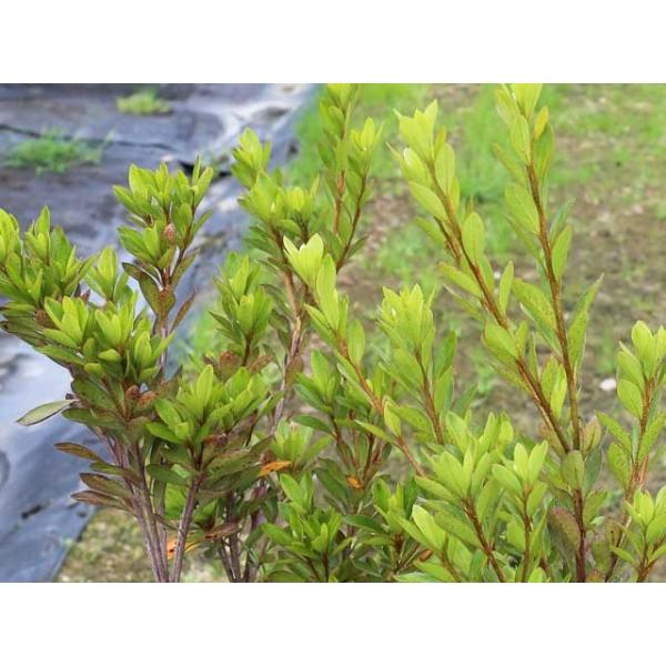 サツキ 0 8m15cmポット 10本セット 送料無料 1年間枯れ保証 低木 Khabarbani Com