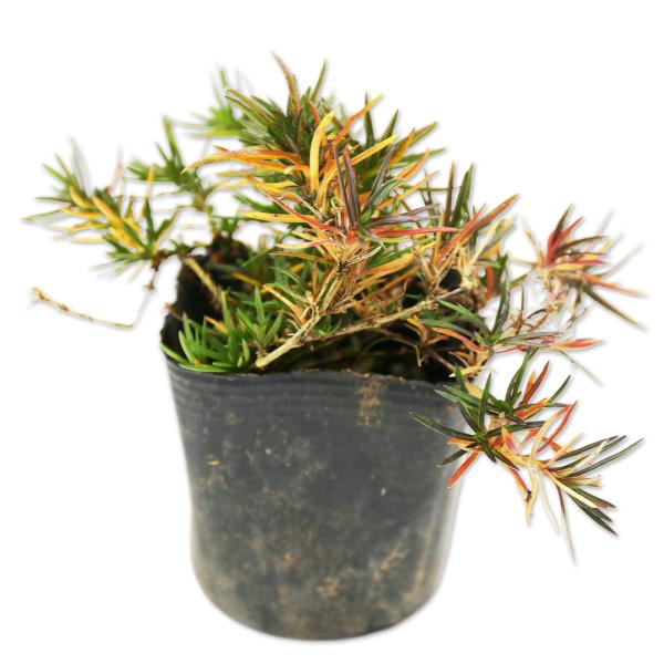 【シバザクラ/ダニエルクッション】（大輪ピンク） 読み：しばざくら/だにえるくっしょん 学名：Phlox subulata 'McDaniel's Cushion'  ハナシノブ科フロックス属 常緑多年草  【商品情報】 シバザクラは4〜5...