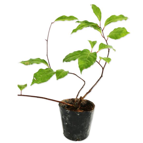 【サネカズラ】（ビナンカズラ） 読み：さねかずら 学名：Kadsura japonica マツブサ科サネカズラ属 半常緑つる性低木  【商品情報】 サネカズラはつる性の半常緑品種です。巻き付きで成長します。夏は光沢のある葉が美しいです。冬は...