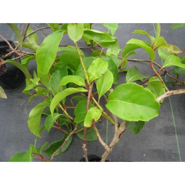 大注目 サネカズラ 2 0m長尺15cmポット 1本 1年間枯れ保証 つる性 偉大な Www Simon Page Com