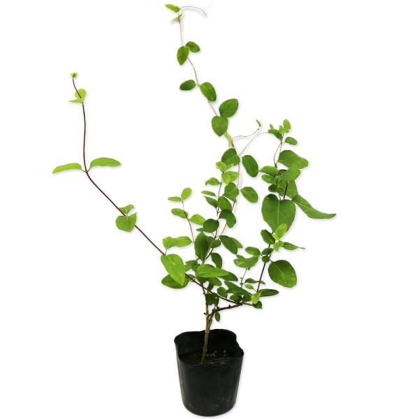 【スイカズラ】 読み：すいかずら 学名：Lonicera japonica スイカズラ科スイカズラ属 半常緑つる性高木  【商品情報】 スイカズラはつる性の半常緑品種です。巻き付きで成長します。春に芳香がよい花が咲きます。花は白色から黄色に...