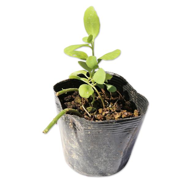 【セダム・オオベンケイソウ/オータムジョイ】 読み：おおべんけいそう/おーたむじょい 学名：Sedum spectabile 'Autum Joy'  ベンケイソウ科マンネングサ属 常緑コケ植物  【商品情報】 セダムは常緑性の多肉植物です...