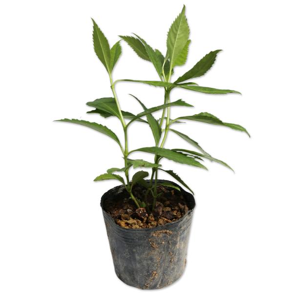 【千両】（センリョウ） 読み：せんりょう 学名：Sarcandra glabra センリョウ科センリョウ属 常緑低木  【商品情報】 千両は山林の樹陰に自生しています。成長は遅いです。葉は楕円形で皮質です。夏に小さな白い花をさかせ、秋になる...