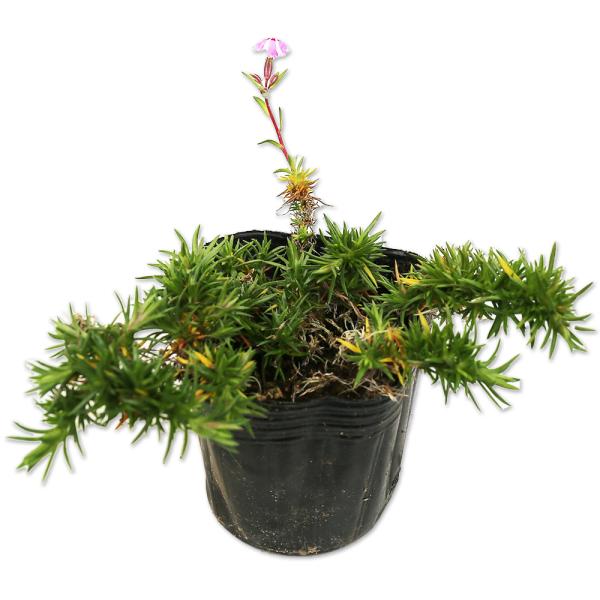 【シバザクラ/タマノナガレ】 読み：しばざくら/たまのながれ 学名：Phlox subulata Tama-no-Nagare  ハナシノブ科フロックス属 常緑多年草  【商品情報】 シバザクラは4〜5月にサクラに似た小さな花を咲かすのが特...