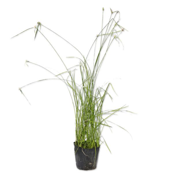 【シラサギカヤツリ】（白鷺蚊帳吊） 読み：しらさぎかやつり 学名：Rhynchospora colorata カヤツリグサ科カヤツリグサ属 水生多年草 別名：リンコスポラコロラタ、スターグラス、シラサギノマイ、シラサギスゲ  【商品説明】 ...