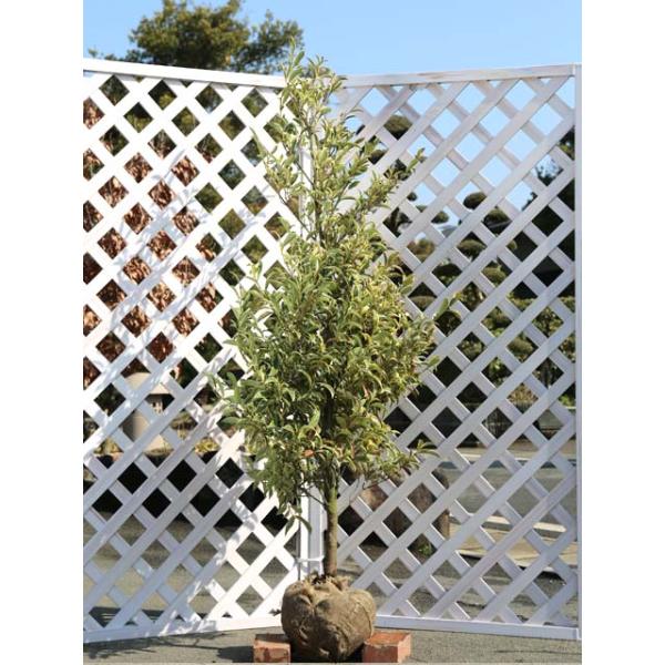 斑入りサカキ 1.5m苗木の育て方と魅力ポイント