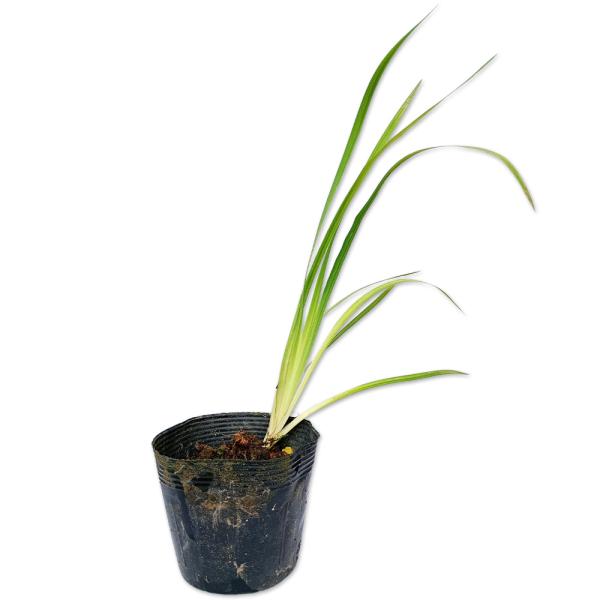 【ハナショウブ/月影】(花菖蒲) 読み：はなしょうぶ/つきかげ 学名：Acorus calamus サトイモ科ショウブ属 多年草 別名：  【商品情報】ショウブは多年草になります。ユーラシア大陸が原産です。葉は平べったい葉を持っています。花...