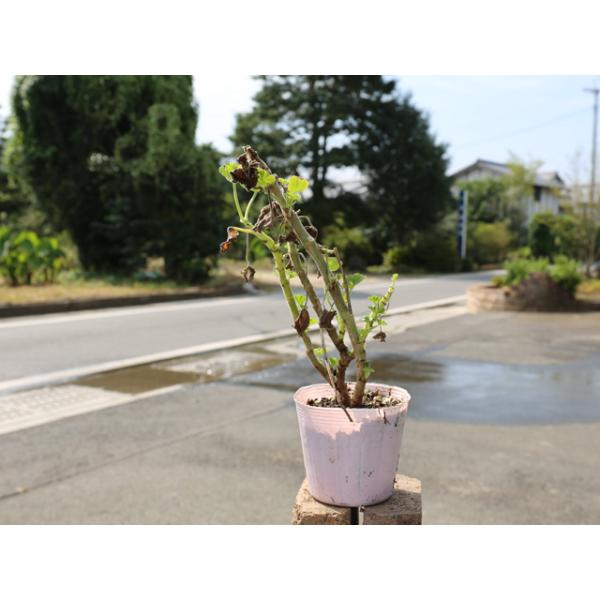 ゼラニウム 白 10 5cmポット 1本 1年間枯れ保証 下草 トオヤマグリーン 通販 Yahoo ショッピング