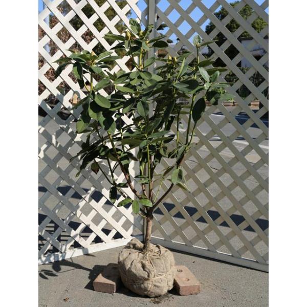 シャクナゲ 盆栽 植木の人気商品 通販 価格比較 価格 Com