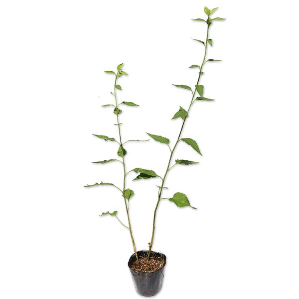 【シラヤマギク】（白山菊） 読み：しらやまぎく 学名：Aster scaber キク科シオン属 多年草 別名：  【商品説明】 ノギクは多年草です。日本各地に自生しています。似た品種が多くあり地域によって様々な種があります。キクに似た花を咲...