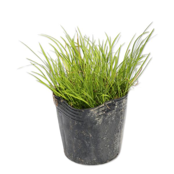 【ヒメセキショウ/黄金】() 読み：ひめせきしょう 学名： サトイモ科ショウブ属 常緑地被 別名：イシアヤメ  【名前の由来】   【商品情報】ヒメセキショウは0.4mになる常緑地被です。セキショウは日本全国に自生している多年草です。高さは...