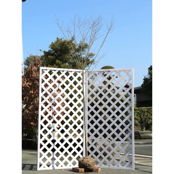 サクラ ツリーの人気商品 通販 価格比較 価格 Com