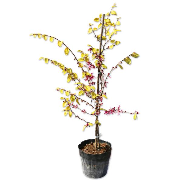 トキワマンサクの通販 価格比較 価格 Com