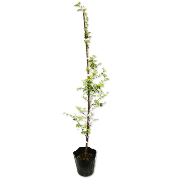 トキワマンサク青葉白花 0 8m15cmポット 1本 1年間枯れ保証 生垣樹木 Buyee Buyee Japanese Proxy Service Buy From Japan Bot Online