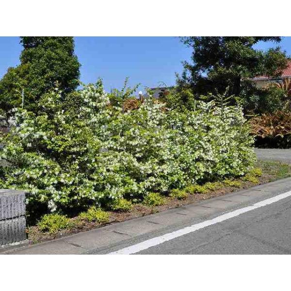 トキワマンサク青葉白花 0 8m15cmポット 1本 1年間枯れ保証 生垣樹木 Buyee Buyee Japanese Proxy Service Buy From Japan Bot Online