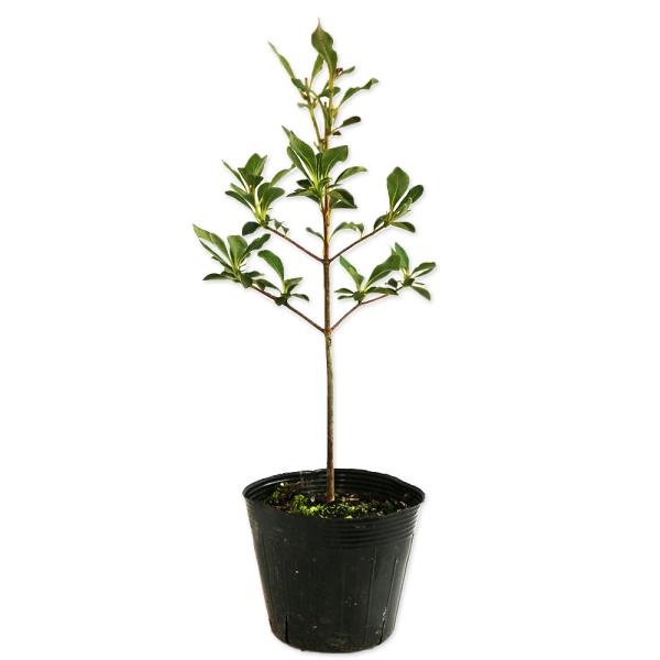 ドウダンツツジ 花の人気商品 通販 価格比較 価格 Com