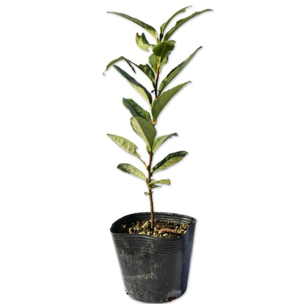 【チャノキ】（お茶の木） 読み：ちゃのき 学名：Camellia sinensis ツバキ科ツバキ属 常緑高木 別名：  【名前の由来】 葉がお茶の原料になることから。  【商品情報】 チャノキは高さ10ｍ程度になる常緑高木です。緑茶や紅茶...