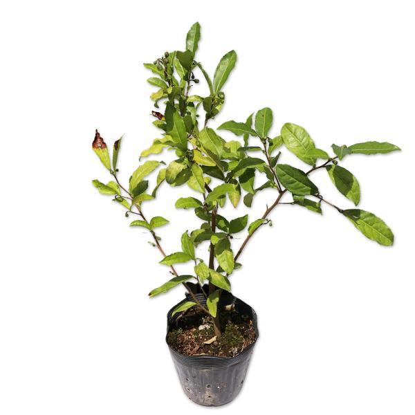 【チャノキ】（お茶の木） 読み：ちゃのき 学名：Camellia sinensis ツバキ科ツバキ属 常緑高木 別名：  【名前の由来】 葉がお茶の原料になることから。  【商品情報】 チャノキは高さ10ｍ程度になる常緑高木です。緑茶や紅茶...