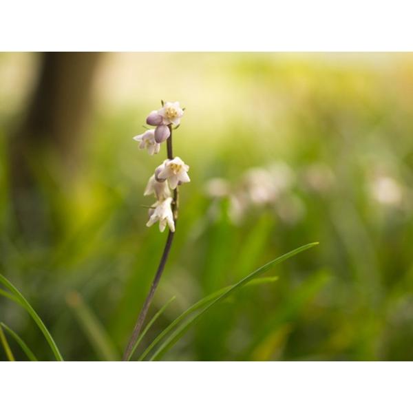 タマリュウ マット60 30cm 3本セット 送料無料 1年間枯れ保証 下草 トオヤマグリーン 通販 Yahoo ショッピング