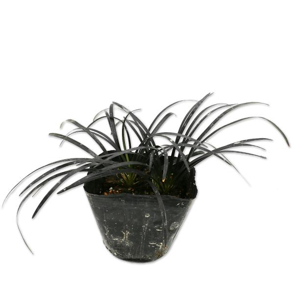 【コクリュウ】 読み：こくりゅう 学名：Ophiopogon planiscapus 'Nigrescens'  キジカクシ科ジャノヒゲ属 常緑宿根草  【商品情報】 リュウノヒゲは昔から造園や街路樹のカバーにと使われてきたスタンダードな品...