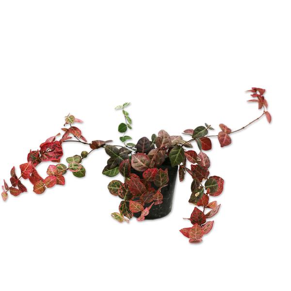 【ハツユキカズラ】 読み：はつゆきかずら 学名：Trachelospermum asiaticum キョウチクトウ科テイカカズラ属 常緑つる性低木  【商品情報】 テイカカズラはつる性の常緑品種です。吸着・巻き付き・匍匐によって成長します。...