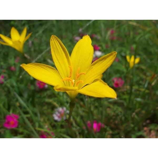 ゼフィランサス 黄色 10 5cmポット 1本 1年間枯れ保証 球根 トオヤマグリーン 通販 Yahoo ショッピング
