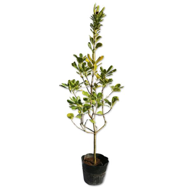 【トベラ】（扉） 読み：とべら 学名：Pittosporum tobira トベラ科トベラ属 常緑低木 別名：トビラノキ  【商品情報】 トベラは常緑低木です。東北以南から韓国や中国の海岸沿いに自生しています。海浜植物です。乾燥にも強いため...