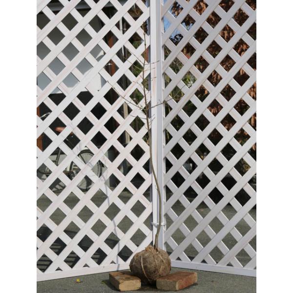 楽天ランキング1位 ツリバナ 1 2m露地 1本 1年間枯れ保証 山林苗木 Web限定 Www Muslimaidusa Org